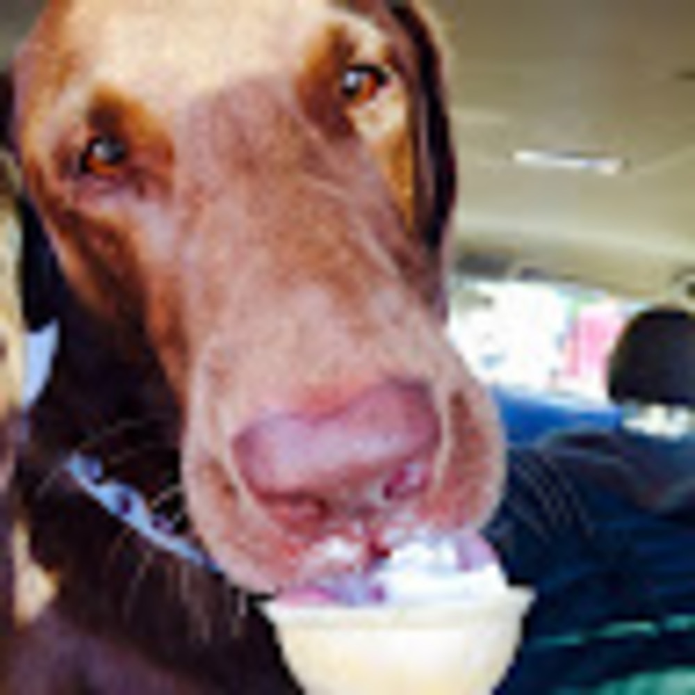 Meet your Posher, Sofia